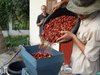 Pulping Freshly Picked Red Coffee Cherries; Pulping Removes the Skin and Some of the Fruit Material Surrounding the Coffee Beans