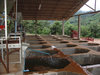 Fermentation Tanks for Washing the Freshly Pulped Coffee Beans